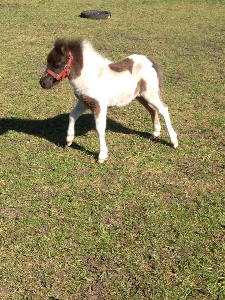Anden særlig race intet endnu billede 27