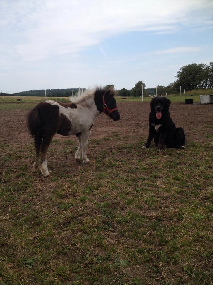 Anden særlig race intet endnu billede 29