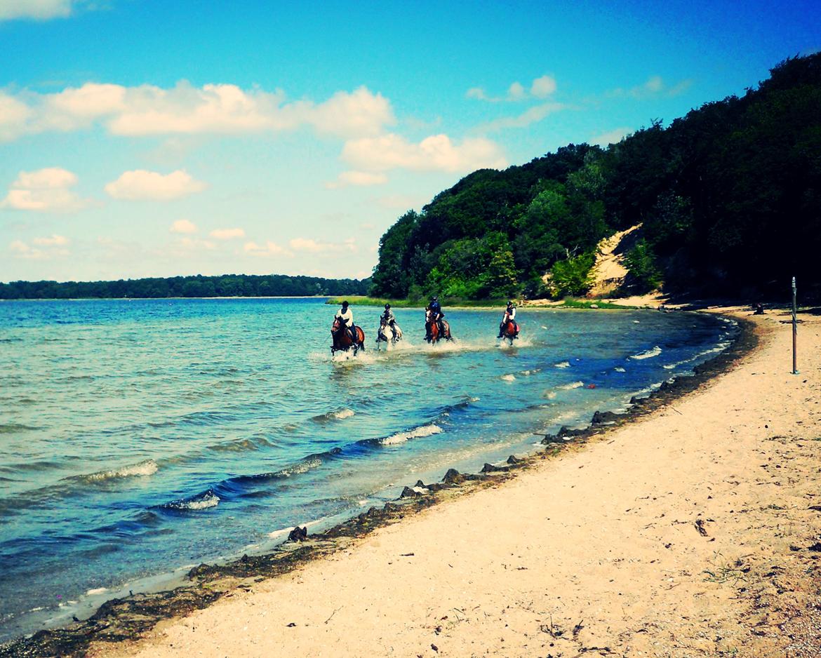 DSP Stenbakkegårds hoopers creek billede 3