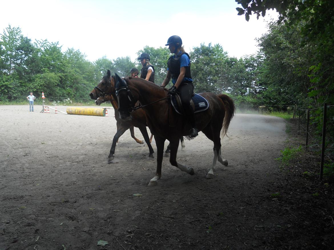 DSP Stenbakkegårds hoopers creek billede 8