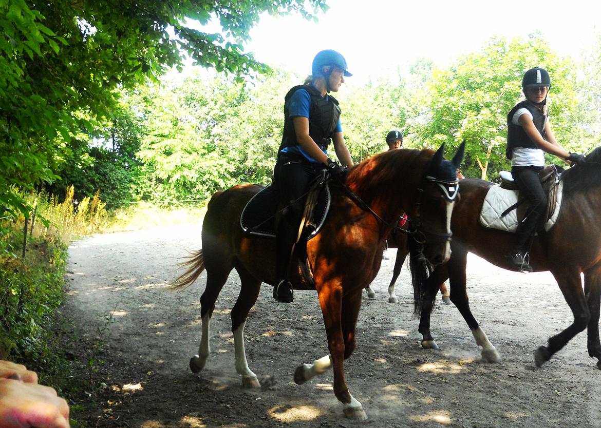 DSP Stenbakkegårds hoopers creek billede 4