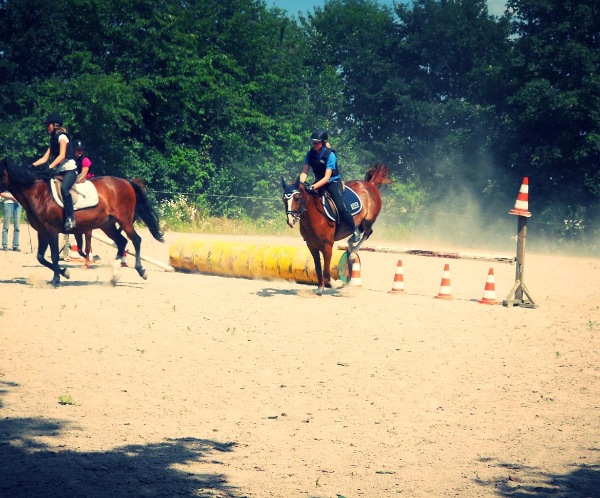 DSP Stenbakkegårds hoopers creek billede 1