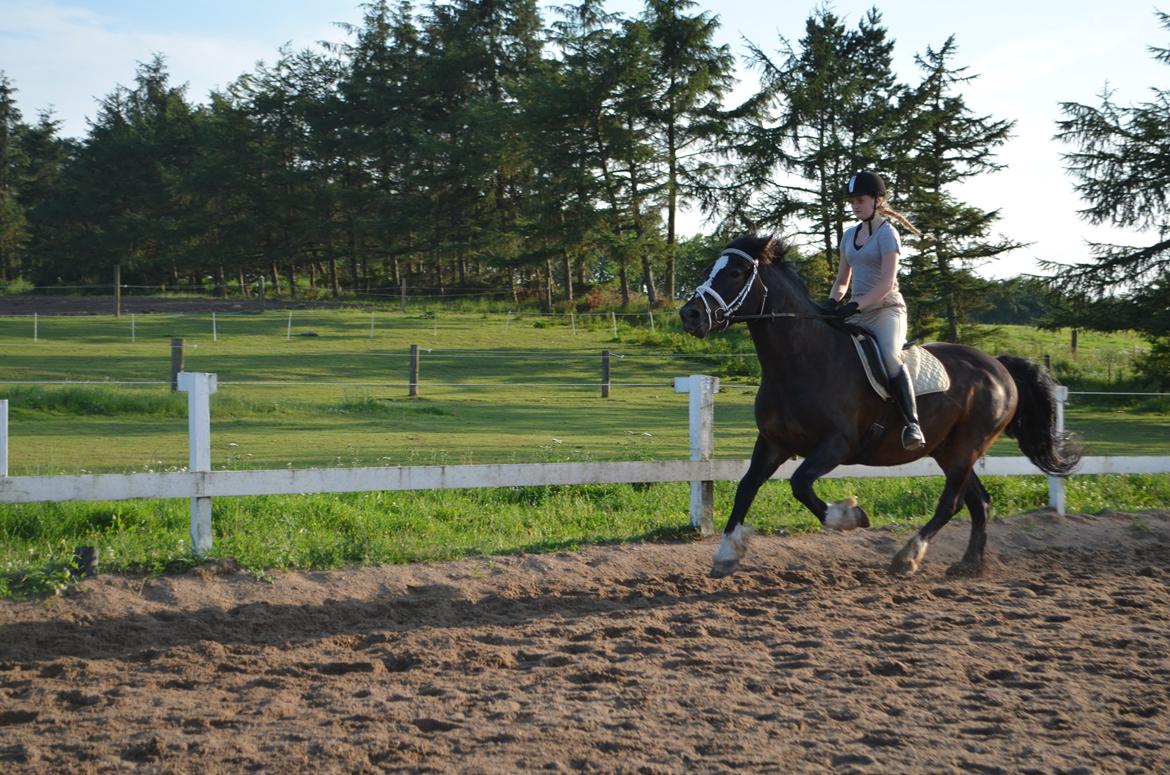 Koldblodstraver Don Dash - Mangler bare at få hovedet ned i galop <3 billede 16