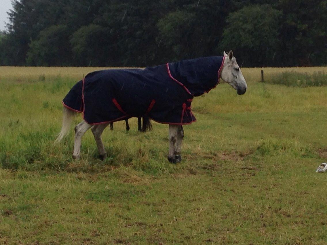 Dansk Varmblod catano - catano er en frossen pind så lidt regn og han skal pakkes ind.. billede 2