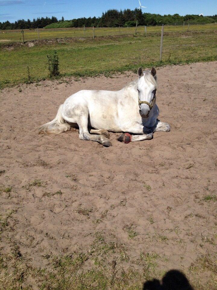 Connemara Roney billede 6