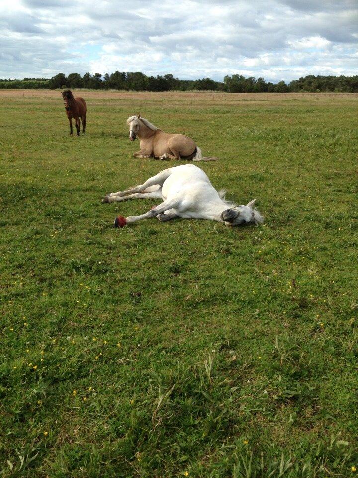 Connemara Roney billede 10