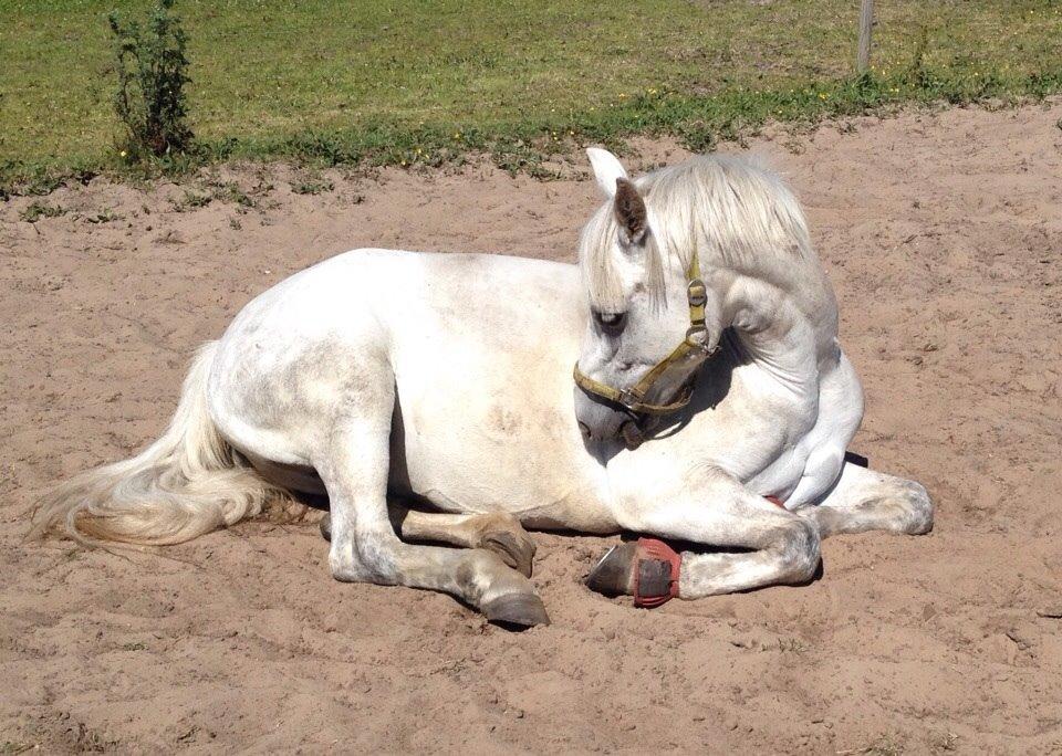 Connemara Roney billede 9