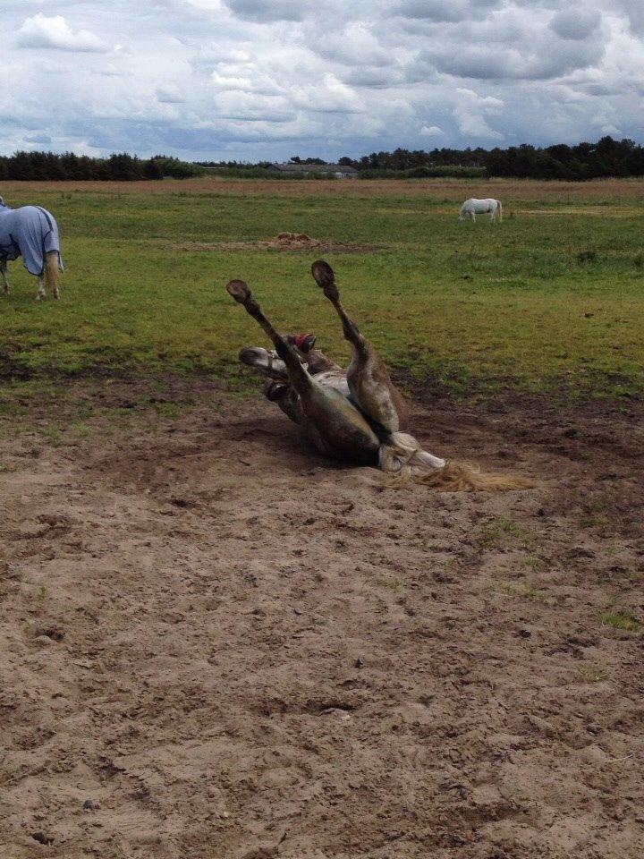 Connemara Roney billede 12