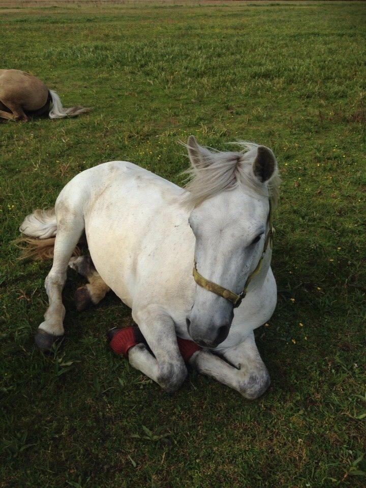 Connemara Roney billede 11