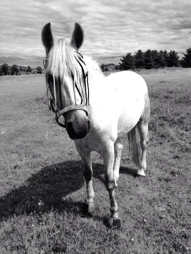 Connemara Roney billede 13