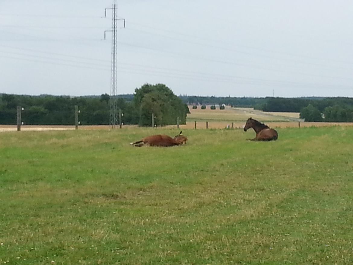 Dansk Varmblod Little Love billede 7