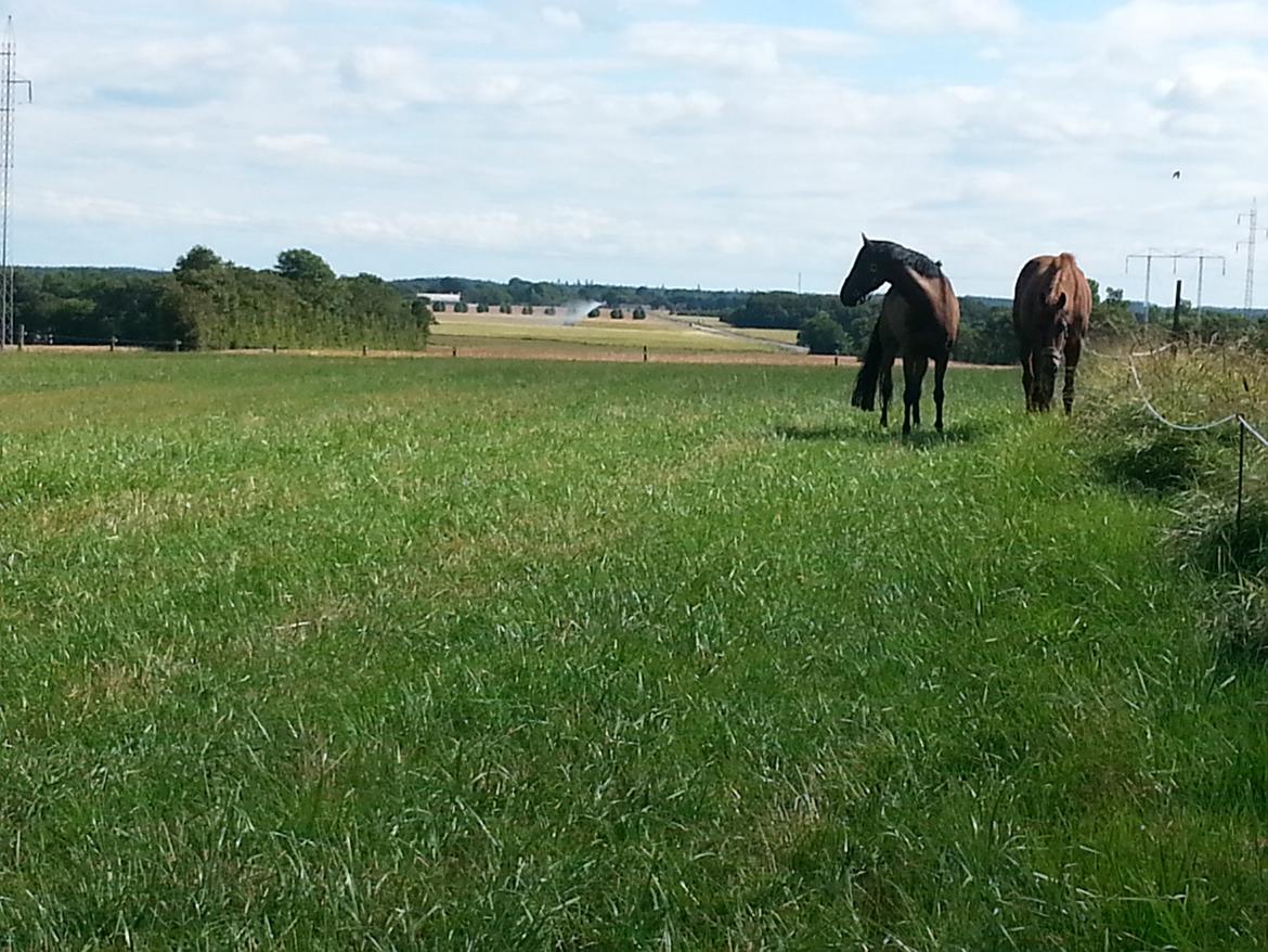 Dansk Varmblod Little Love billede 8