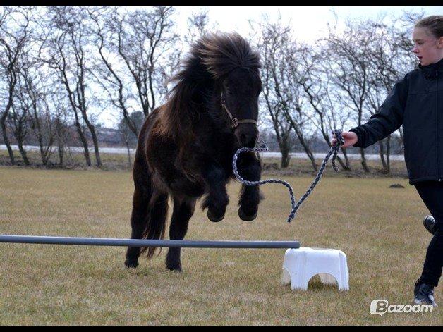 Shetlænder Lakrids - Da vi lige var begyndt med at springe :] billede 15