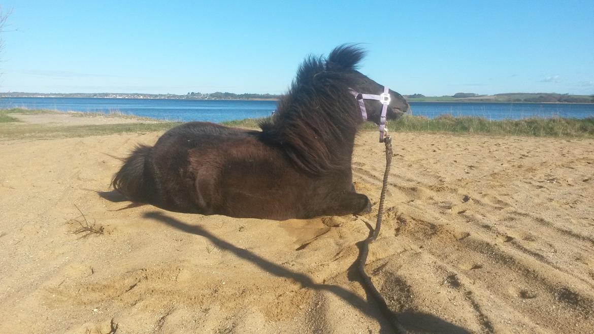 Shetlænder Lakrids - Mig og kamelen var lige en tur på stranden :)  billede 16