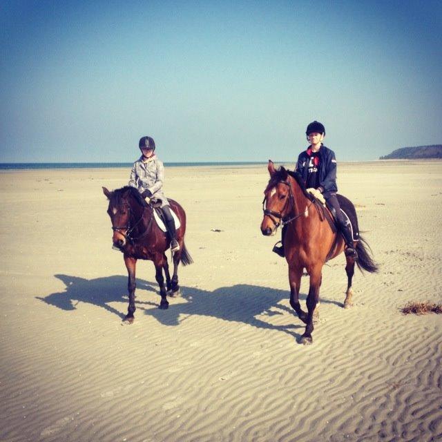 Tysk Varmblod ·~•Luca IV~DRØMMEHESTEN•~· billede 16