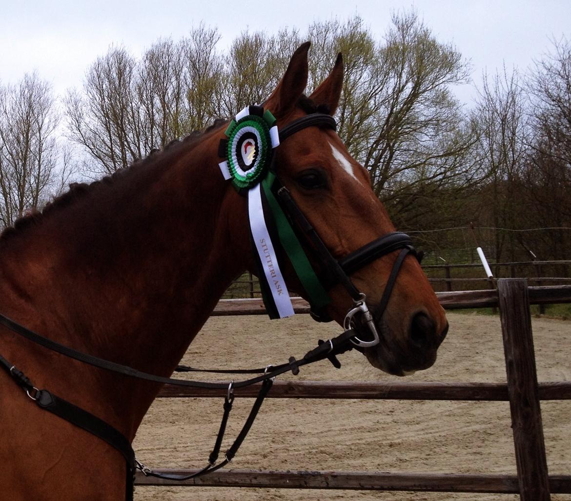 Tysk Varmblod ·~•Luca IV~DRØMMEHESTEN•~· - Åbent hus på Stutteri ASK 2014! LB* billede 19