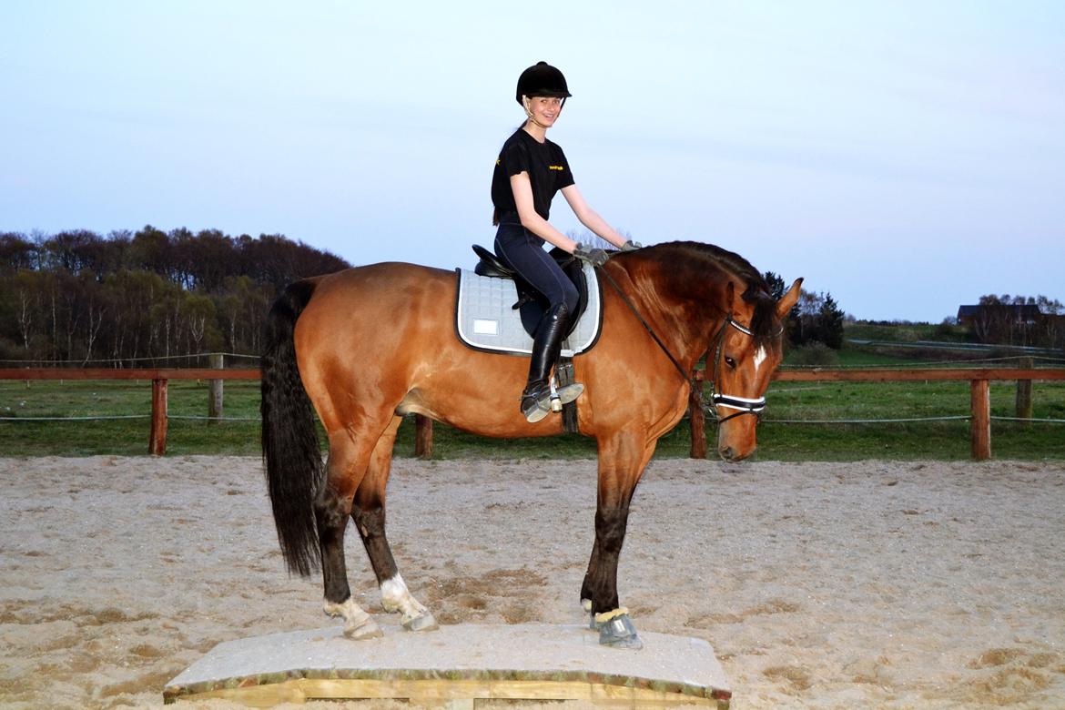 Tysk Varmblod ·~•Luca IV~DRØMMEHESTEN•~· billede 26