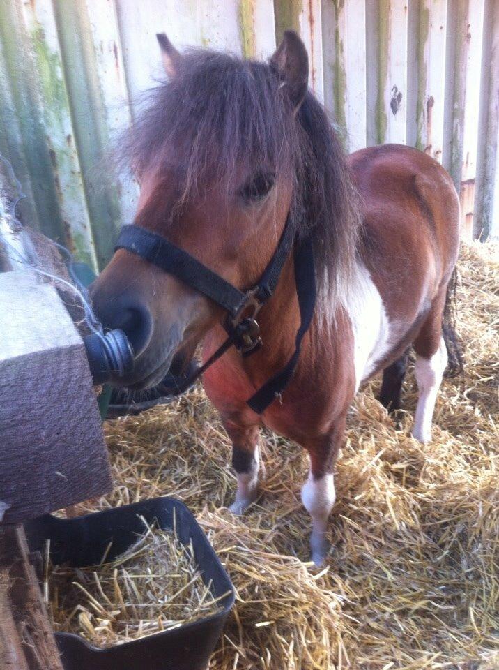 Anden særlig race Balou billede 7