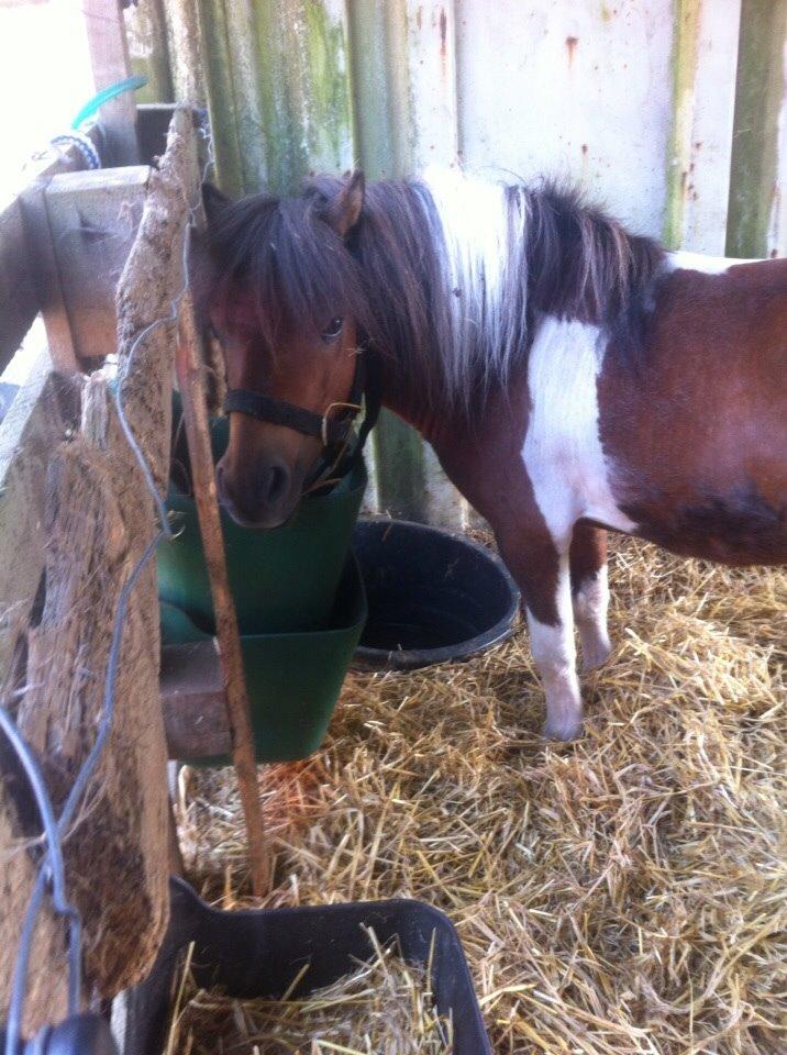 Anden særlig race Balou billede 8
