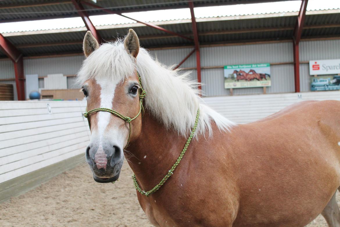 Haflinger Waldfurstir (Waldie) billede 5