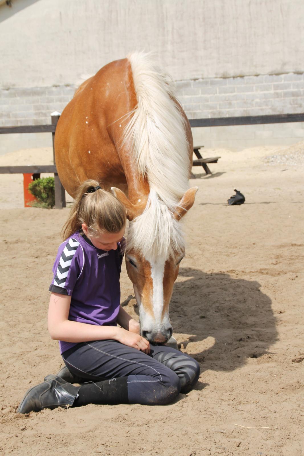 Haflinger Waldfurstir (Waldie) billede 10