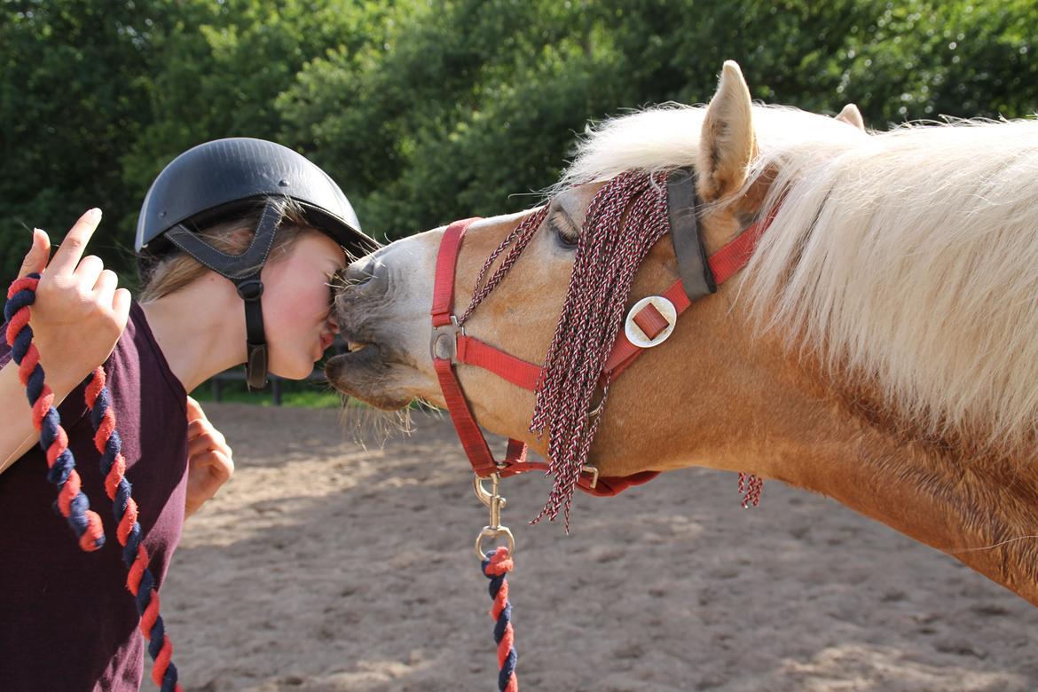 Haflinger Waldfurstir (Waldie) billede 13