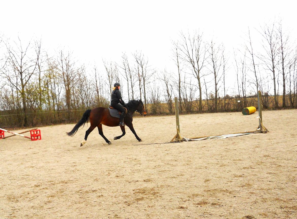 DSP Stenbakkegårds Atlanta billede 2