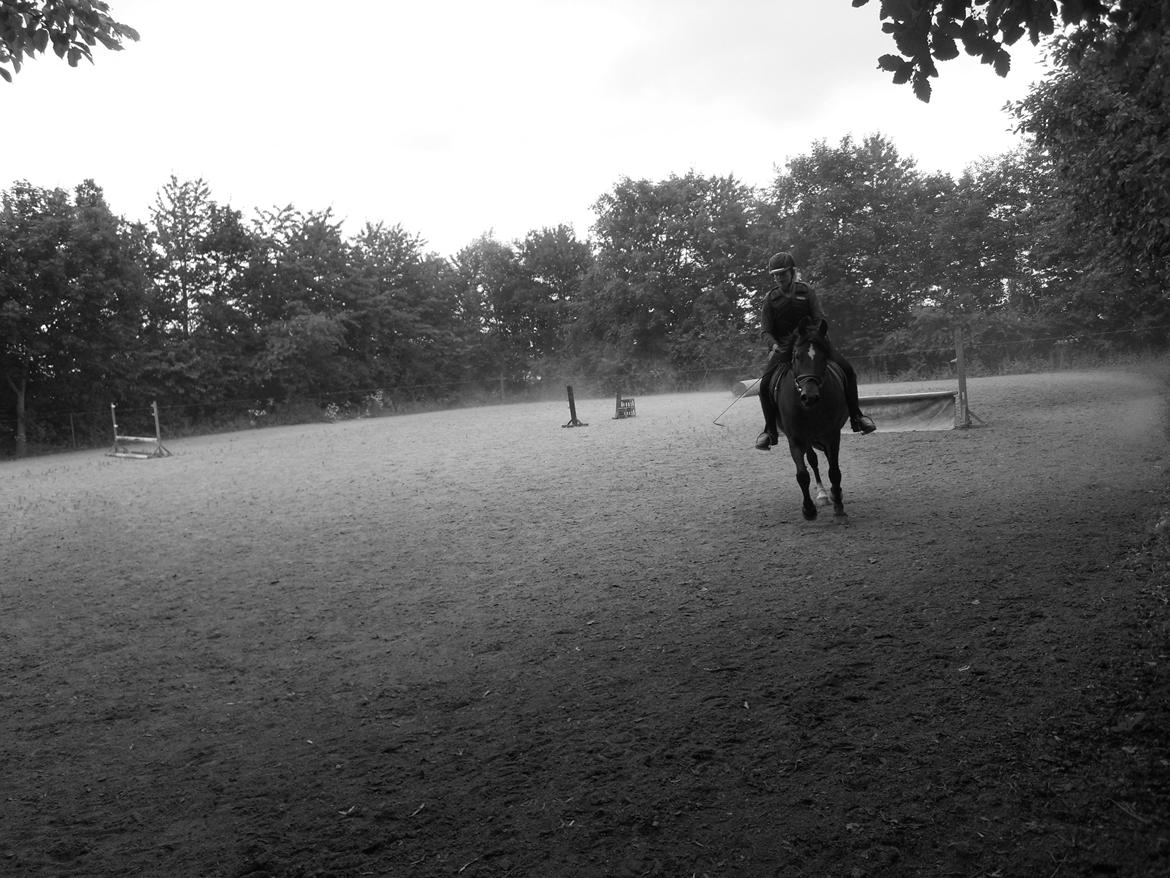 DSP Stenbakkegårds Atlanta billede 4