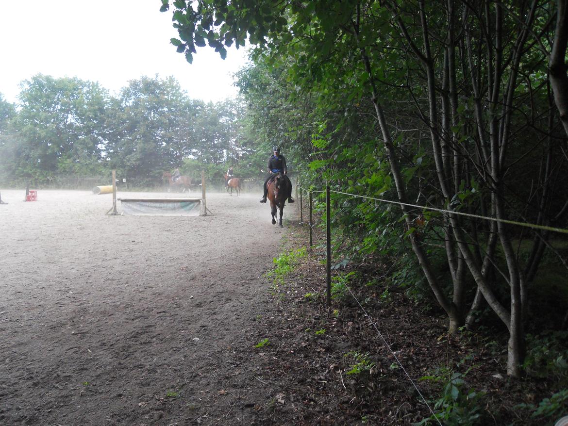 DSP Stenbakkegårds Atlanta billede 6