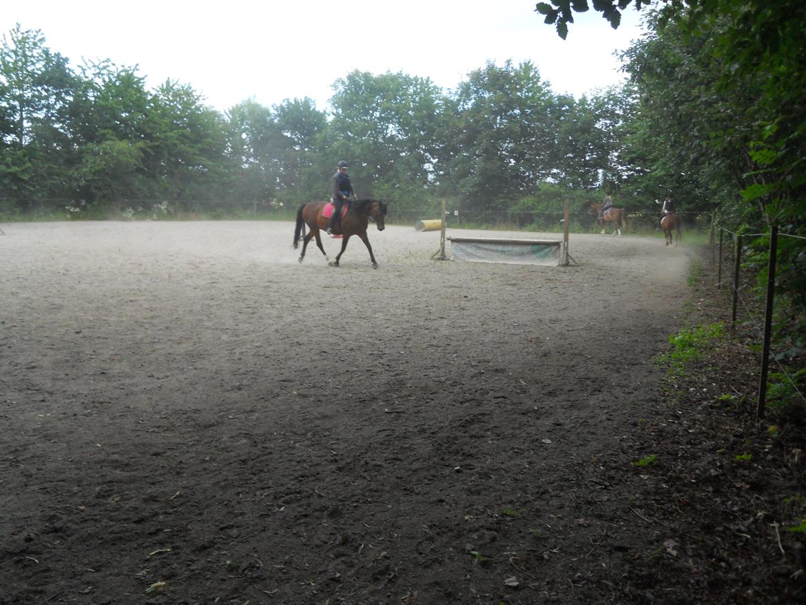 DSP Stenbakkegårds Atlanta billede 8