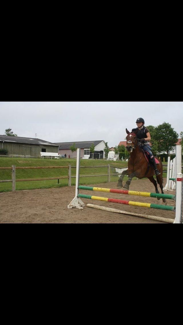 Welsh Partbred (Sec F) Donna "Hougård"  billede 15