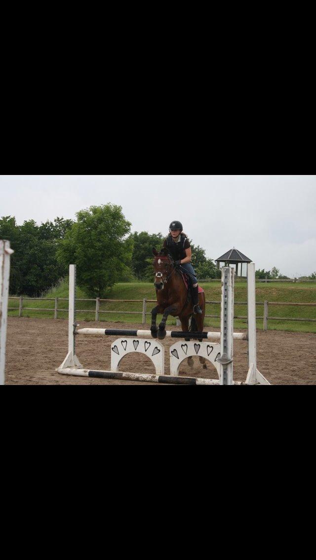 Welsh Partbred (Sec F) Donna "Hougård"  billede 10