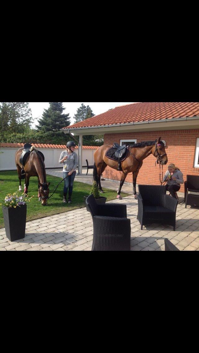 Welsh Partbred (Sec F) Donna "Hougård"  - Hos (Viggo's) mormor Mette <3 billede 17