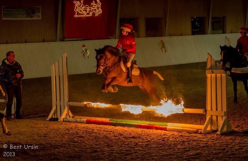 Welsh Partbred (Sec F) Donna "Hougård"  - KAR jule show 2013 <3  billede 6