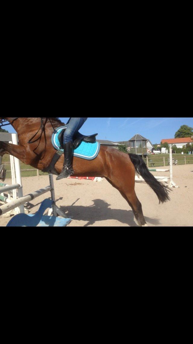 Welsh Partbred (Sec F) Donna "Hougård"  - Spriing :D billede 9