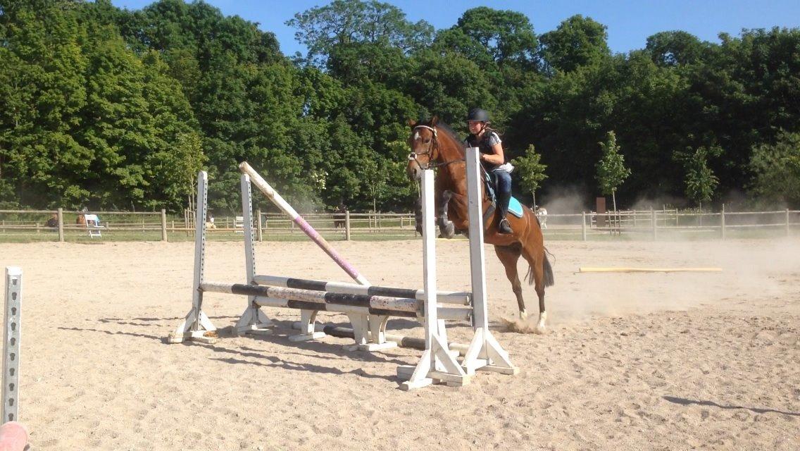 Welsh Partbred (Sec F) Donna "Hougård"  - Vi springer nu Sofie :-) billede 12