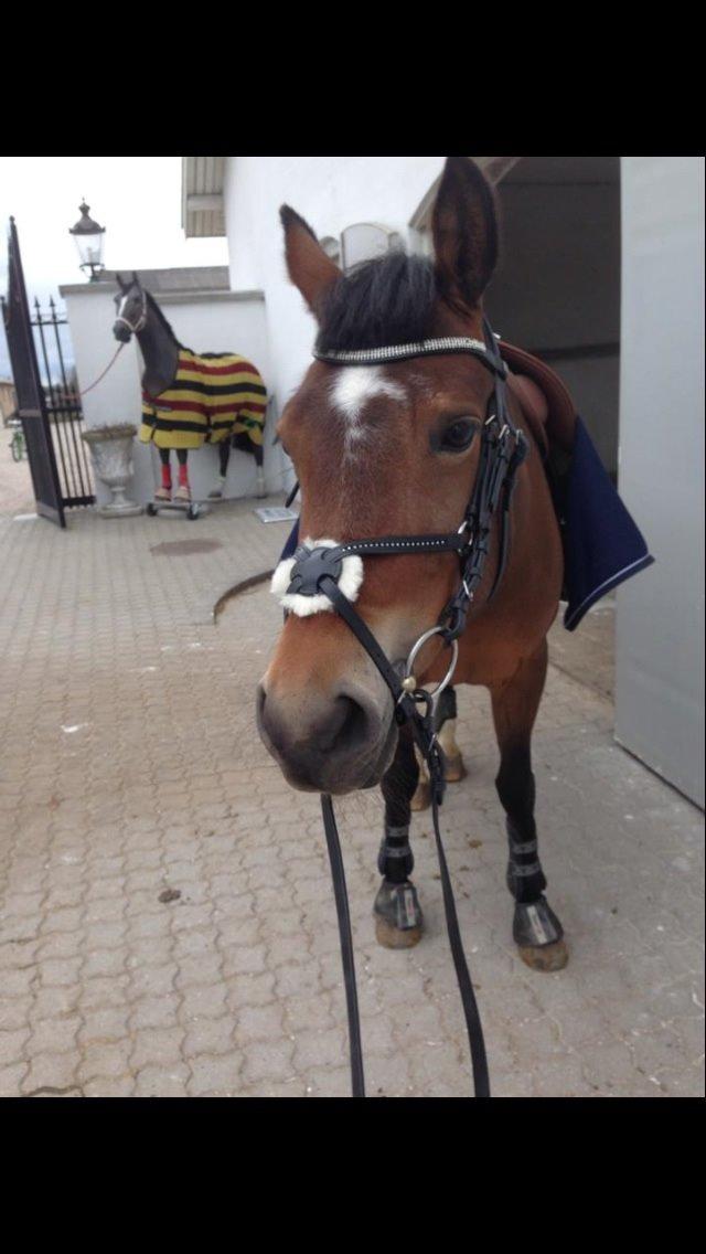 Welsh Partbred (Sec F) Donna "Hougård"  - Dons klar til bom træning :) billede 18