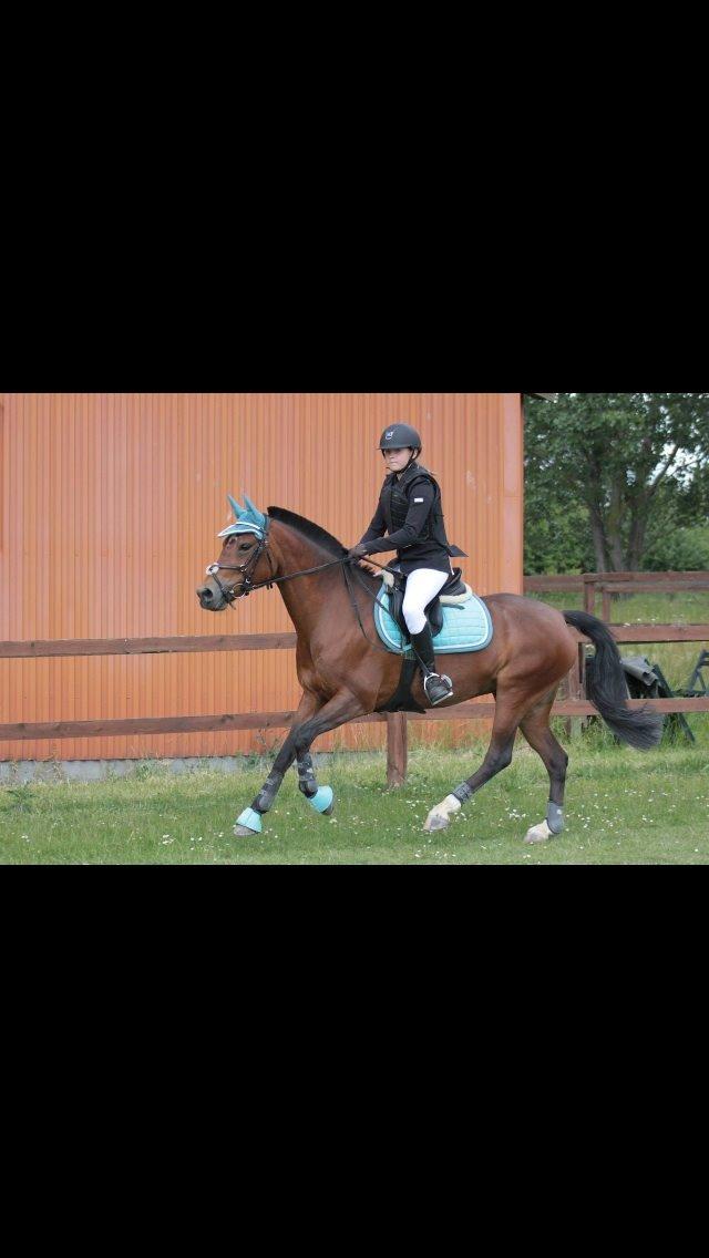 Welsh Partbred (Sec F) Donna "Hougård"  - Ingen er perfekte, men nogen er perfekte for hinanden :D billede 19