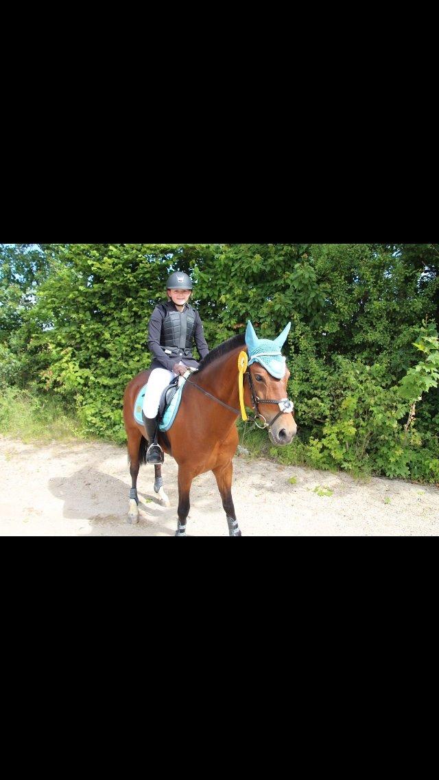 Welsh Partbred (Sec F) Donna "Hougård"  - Lc 0 Fejl <3 billede 16