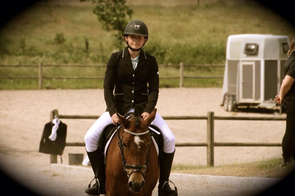 Welsh Partbred (Sec F) Donna "Hougård"  billede 1