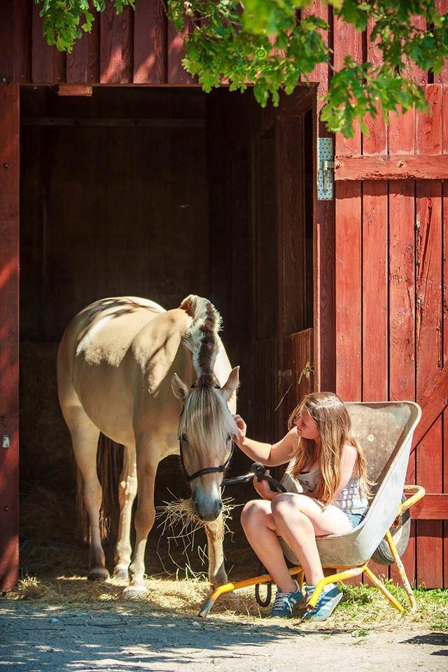 Fjordhest Efeu - ret sikker på du har magiske kræfter katja (Graphy) billede 9