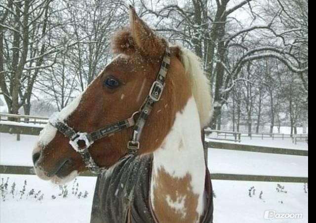 Hollandsk Sportspony Pablo P. - Smukke Nut <3 billede 12