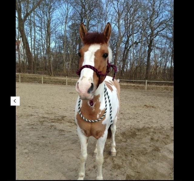 Hollandsk Sportspony Pablo P. - Søde pony <3 billede 14