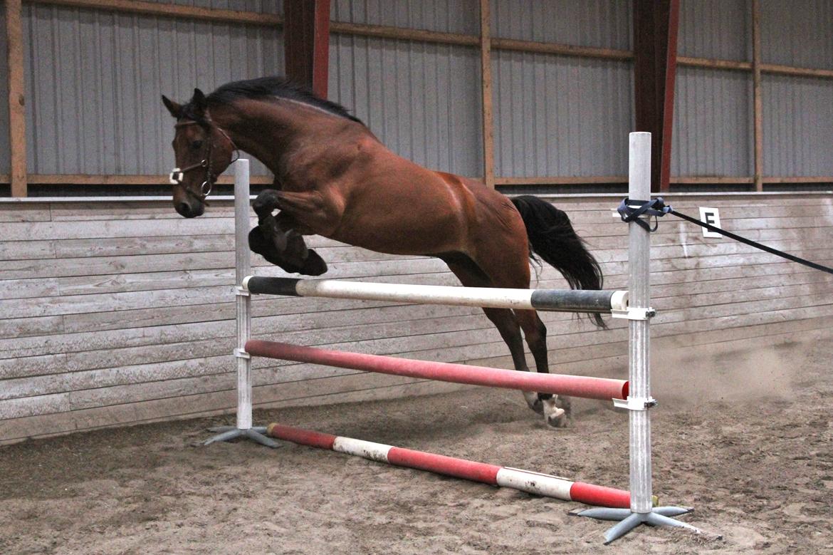 Dansk Varmblod Carismo billede 3