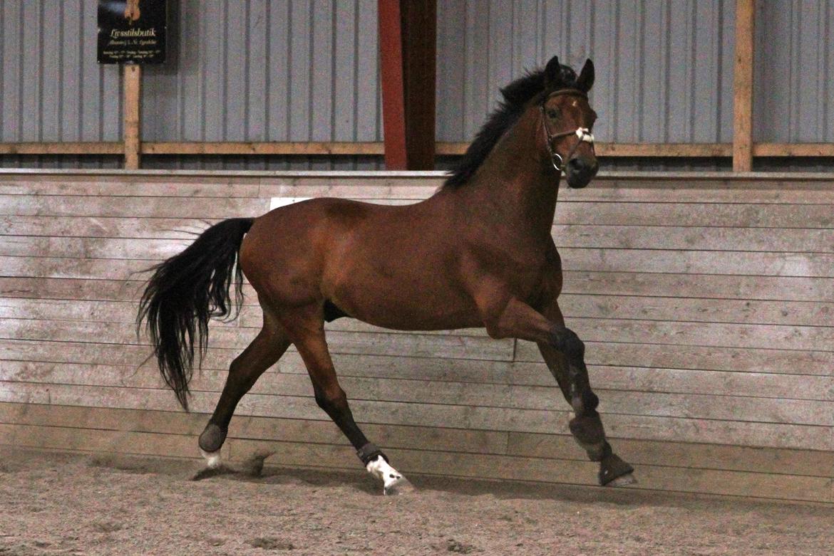 Dansk Varmblod Carismo billede 11