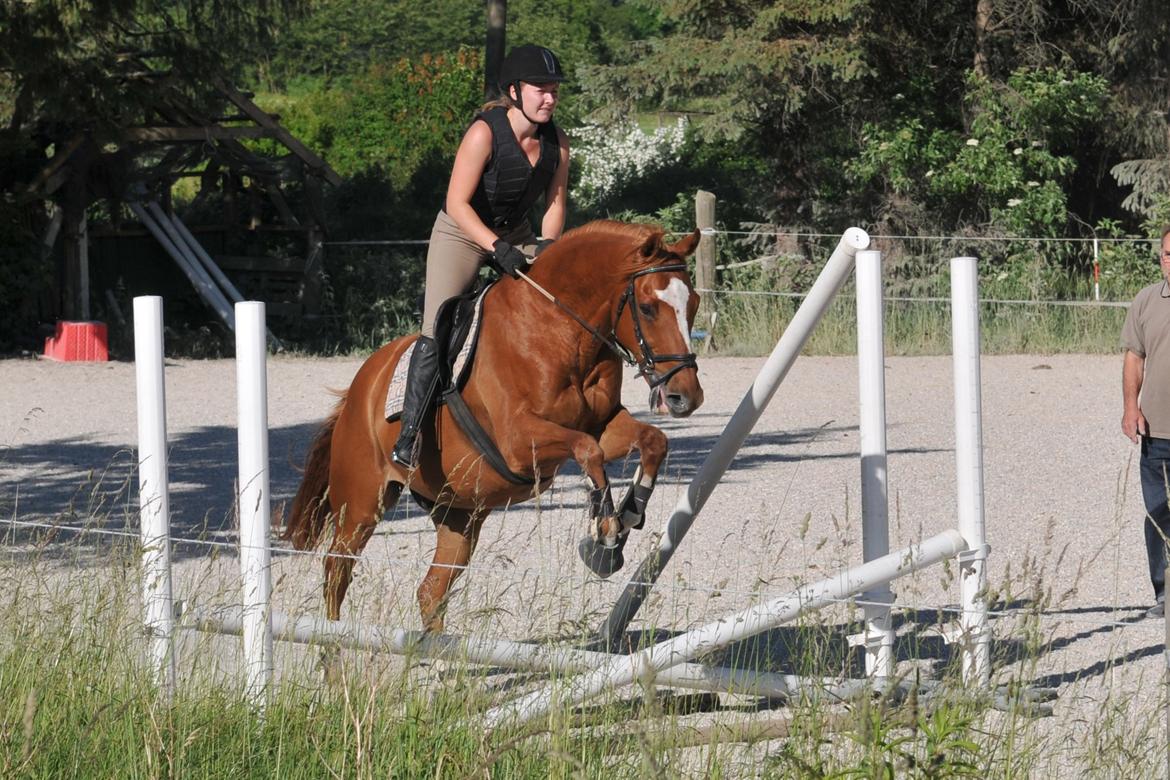 Fuldblod (XX) Maphard *Møffe* - Foto: Mig billede 13