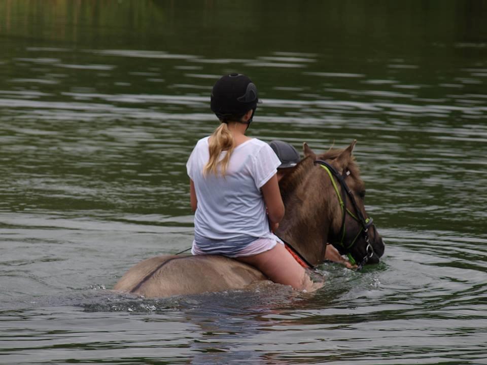 Anden særlig race Topper fra møllegaarden "lånepony" - første gang i vand <3 billede 15