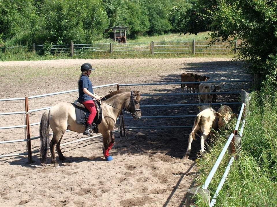 Anden særlig race Topper fra møllegaarden "lånepony" - ponyprutten fanger køer (Y) billede 13