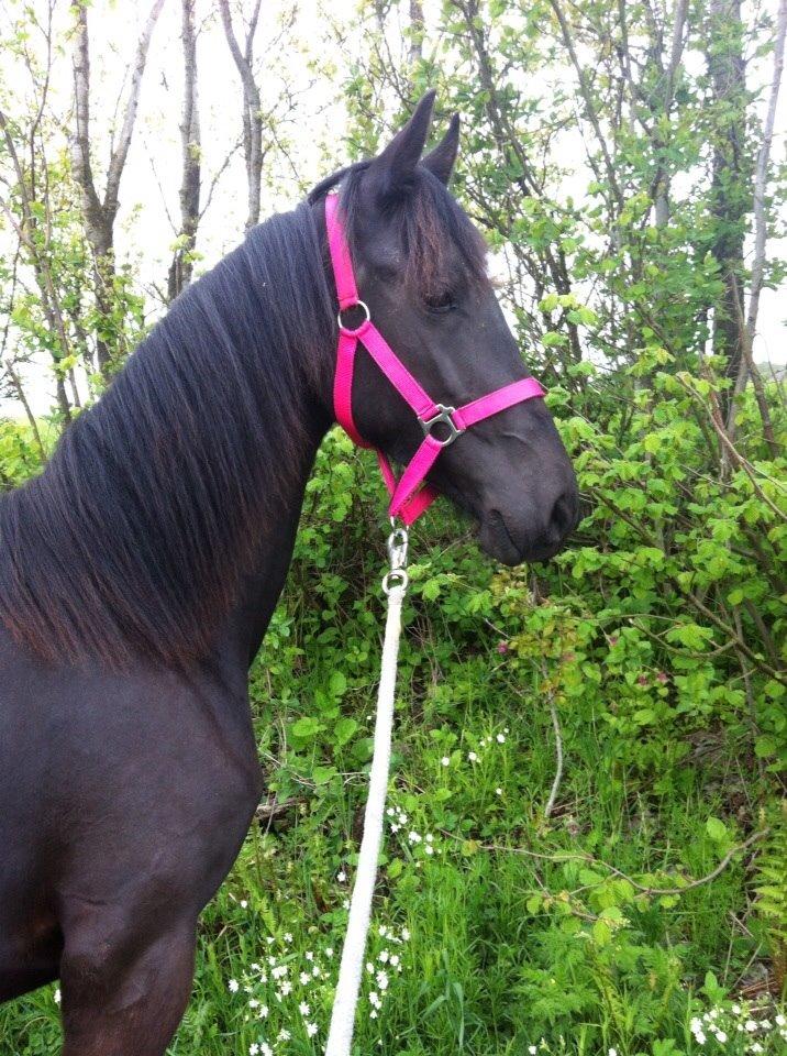 Anden særlig race Farida Arieke  billede 3