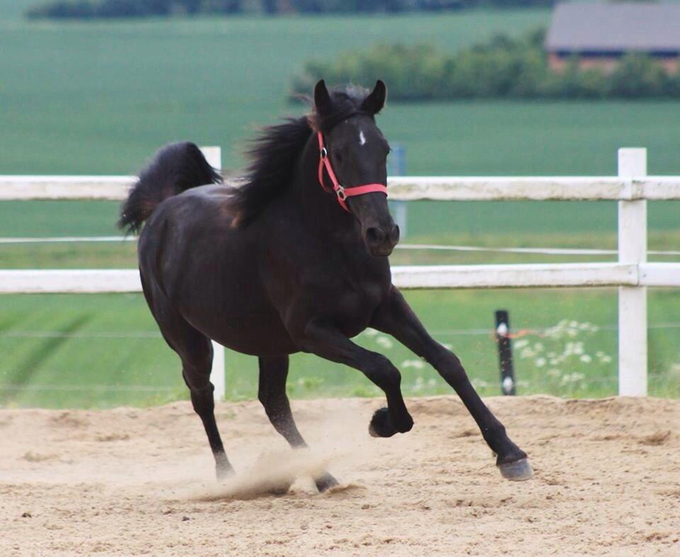 Anden særlig race Farida Arieke  billede 6